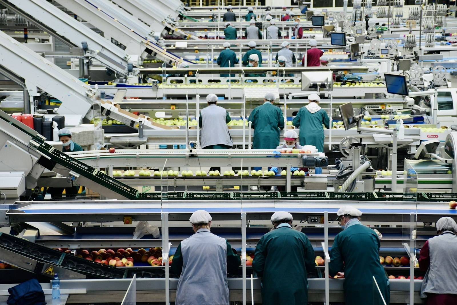 Linie mare de sortare a fructelor, cu muncitori
